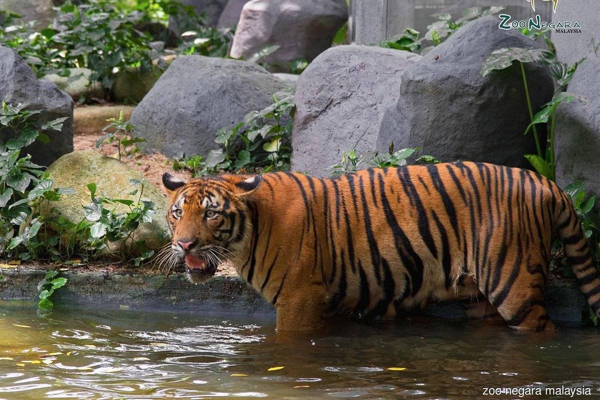 Gov't proposes use of tracker collars on Malayan tigers